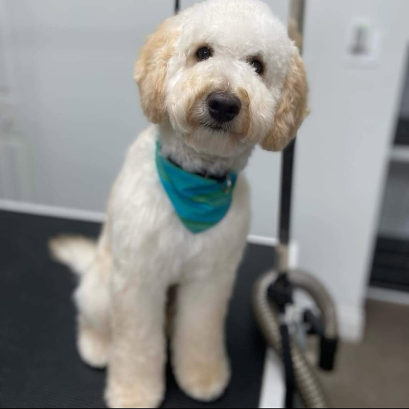 coupe au ciseau pour chien Sherbrooke Magog Orford