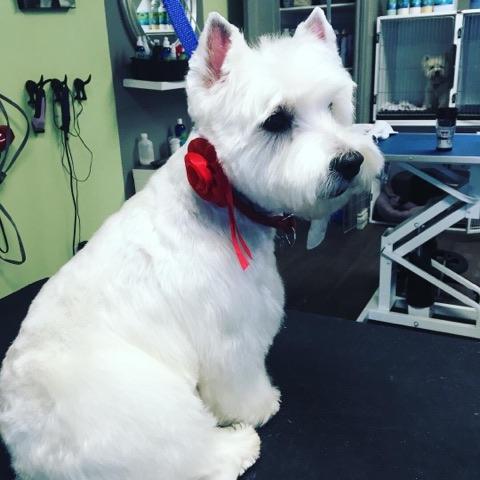 coupe au ciseau pour chien Sherbrooke Magog Orford