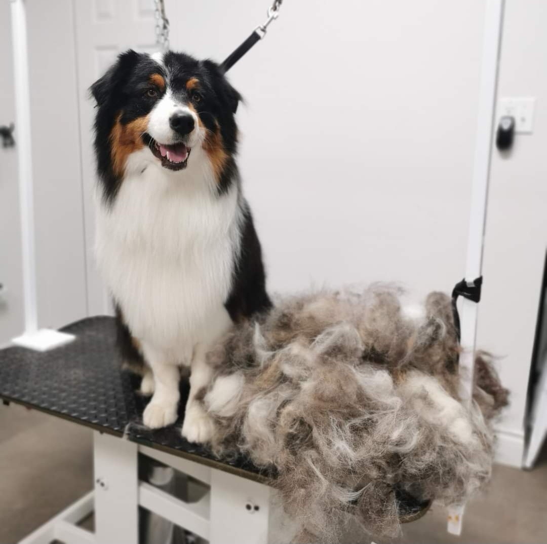 Traitements speciaux pour chien Sherbrooke Magog Orford