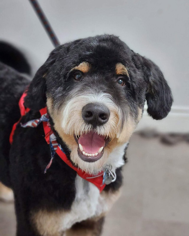 coupe au ciseau pour chien Sherbrooke Magog Orford