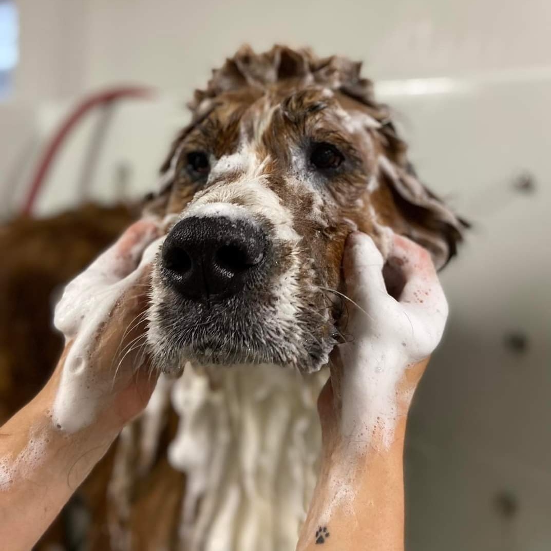 Traitements speciaux pour chien Sherbrooke Magog Orford