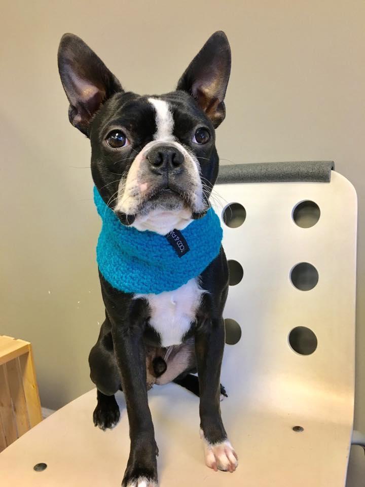 Toilettage pour chien Sherbrooke Magog Orford