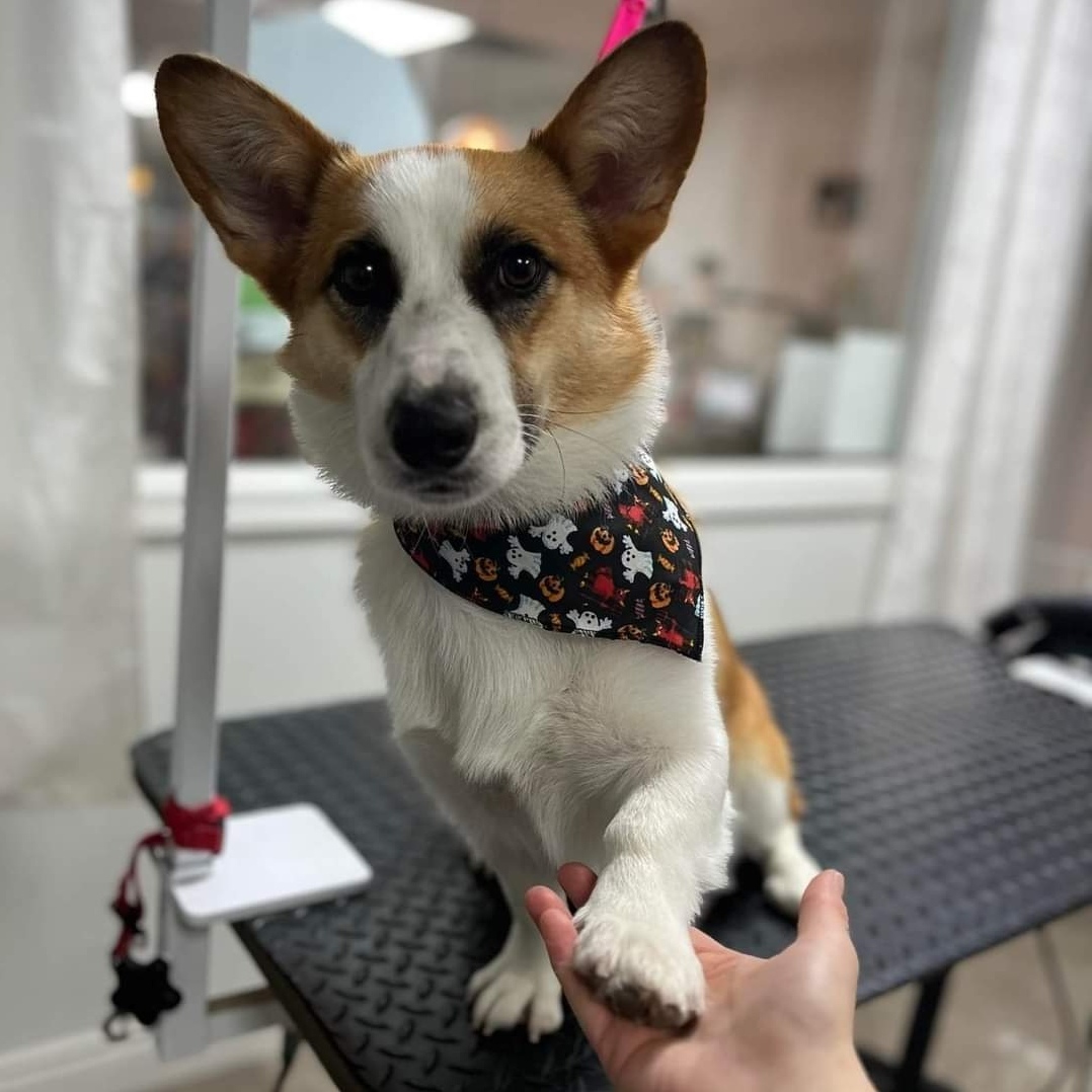Toilettage pour chien Sherbrooke Magog Orford