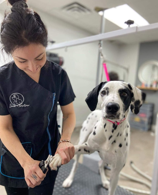 Toilettage pour chien Sherbrooke Magog Orford