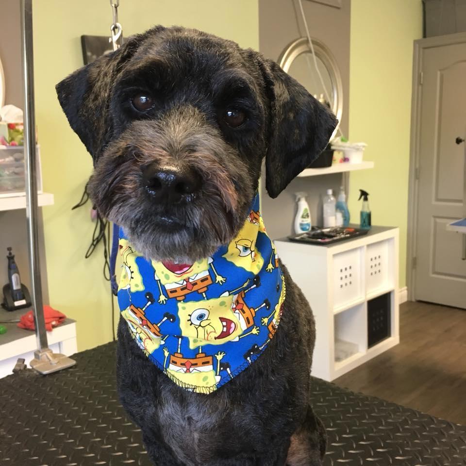 Toilettage pour chien Sherbrooke Magog Orford