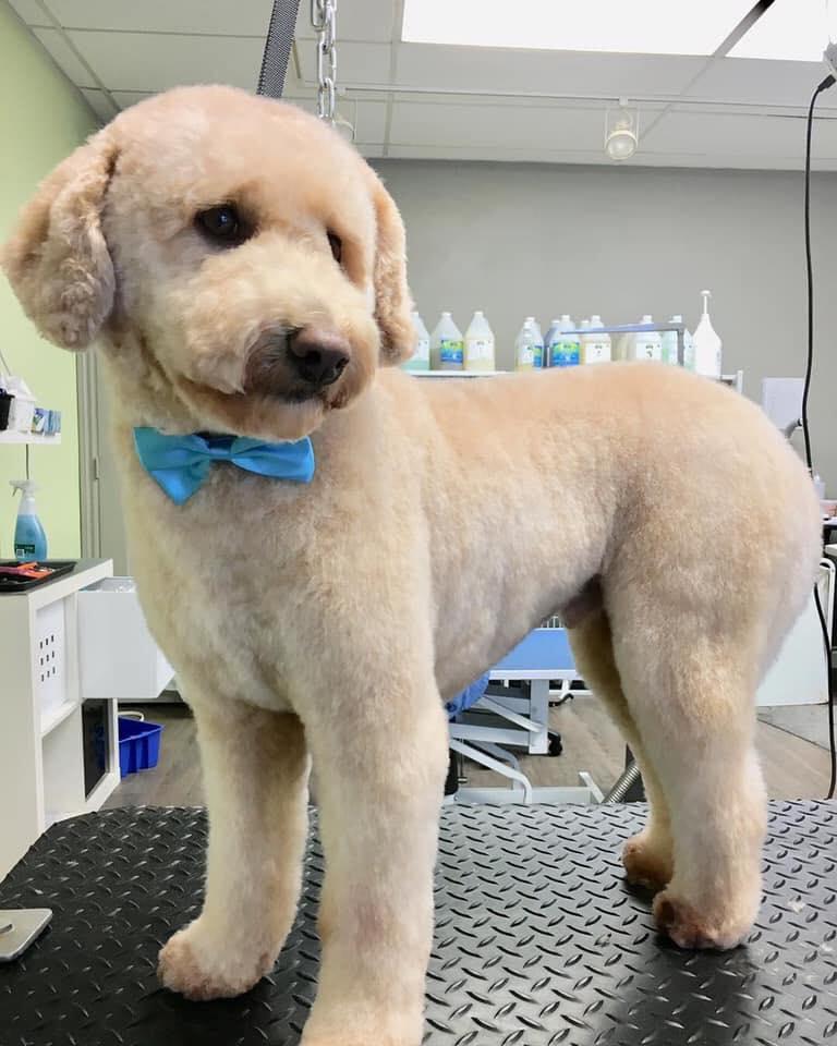 coupe au ciseau pour chien Sherbrooke Magog Orford